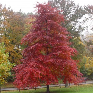 Black gum have excellent fall color and do not produce gum balls.