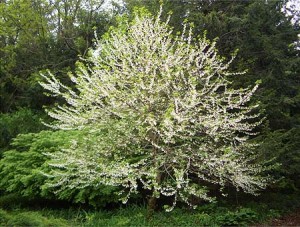 Silverbells are a native alternative to Dogwood, which grow poorly here.